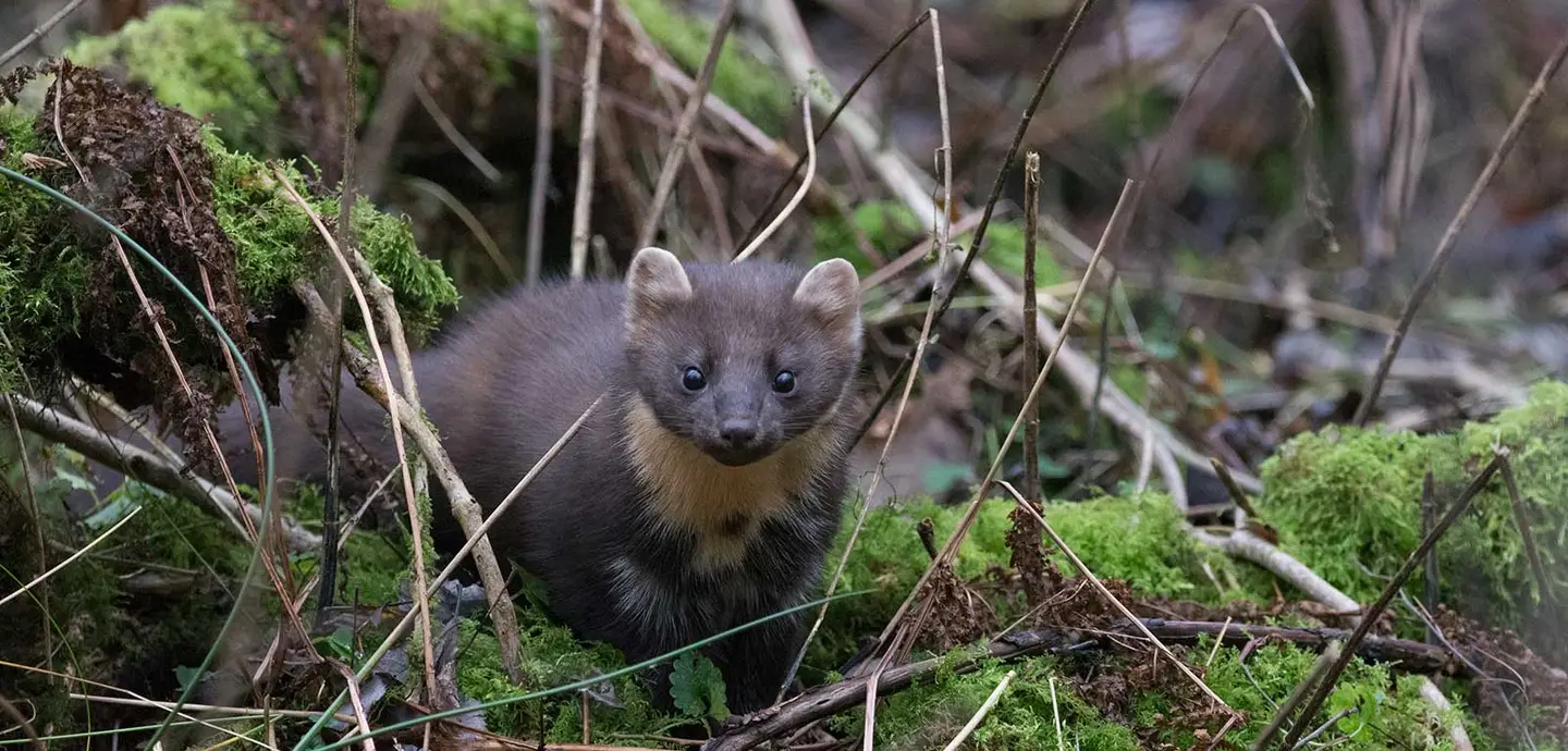 Research shows significance of native predators to naturally restore ...