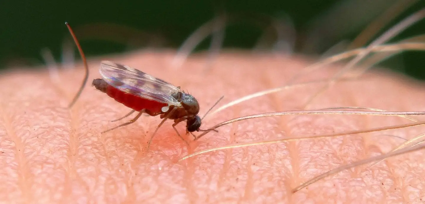 Midges surviving extreme cold conditions may contribute to future ...