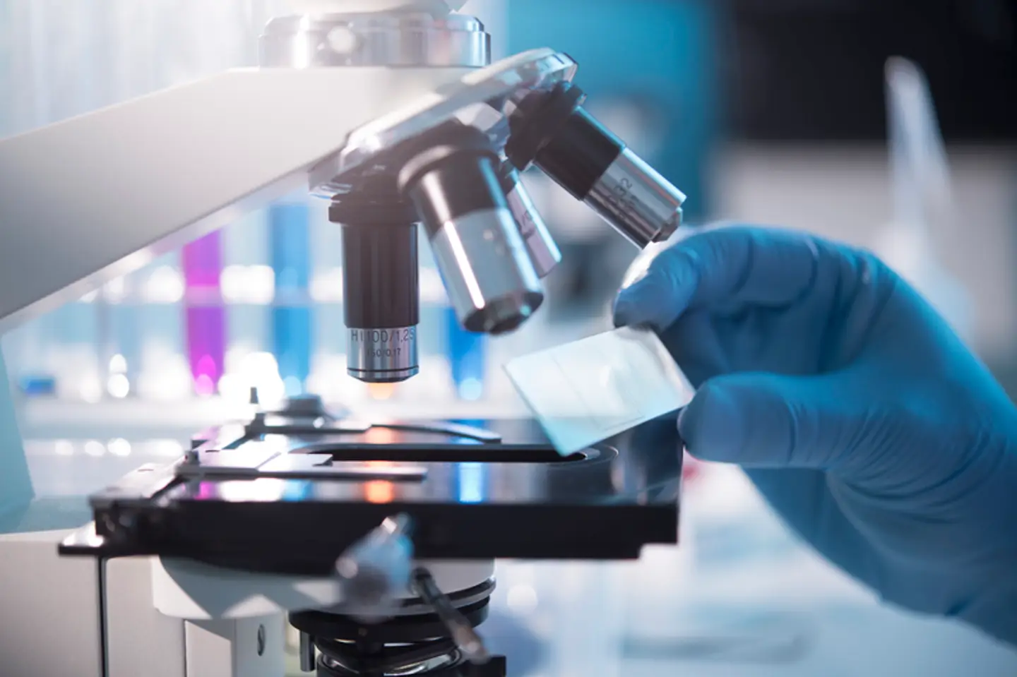 Queen’s experts to help shape major United Nations animal research ...