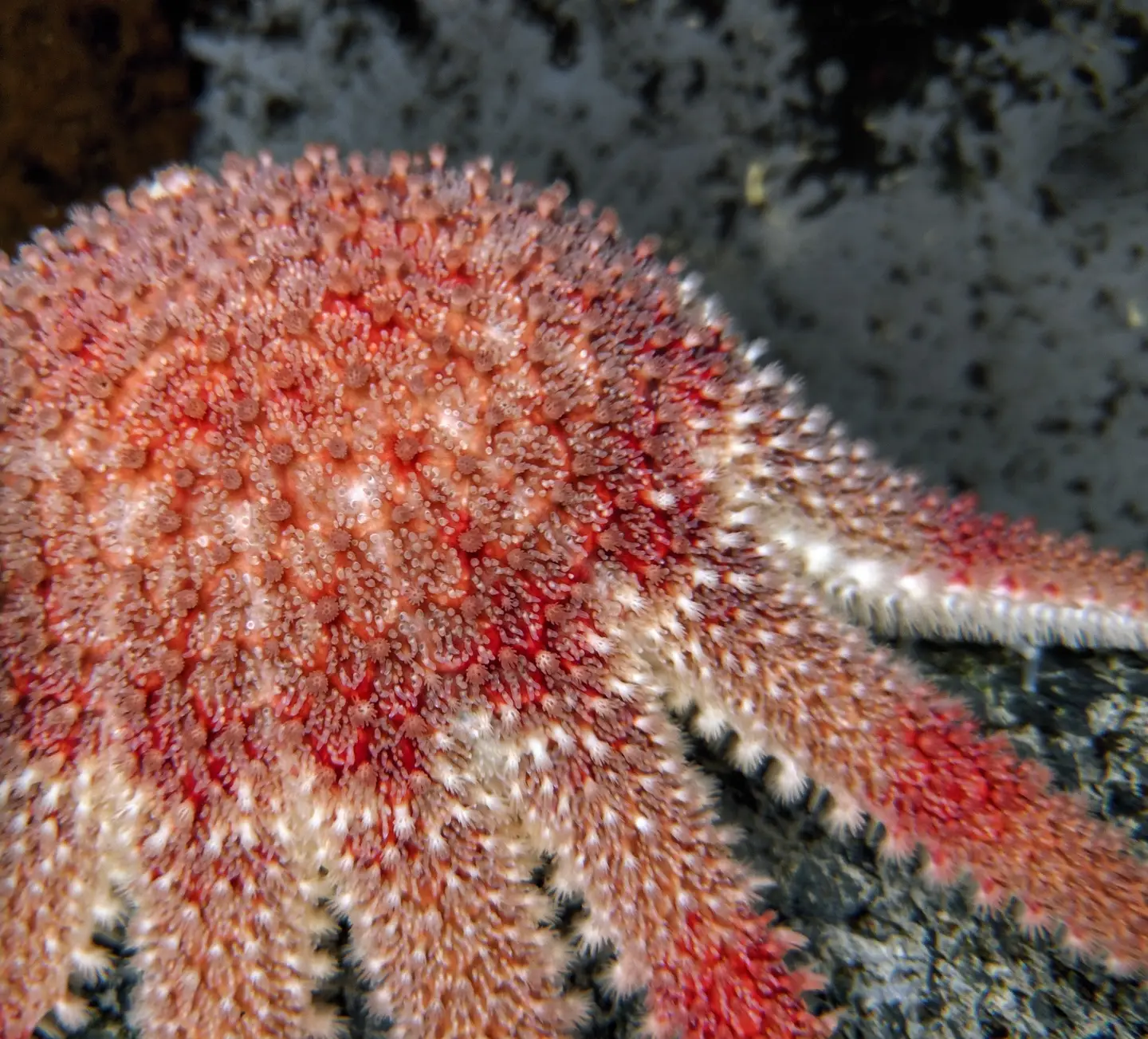 QML News | Queen's University Marine Laboratory