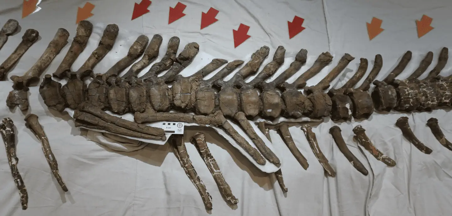 Mating injuries lead scientists to identify female dinosaurs | School ...