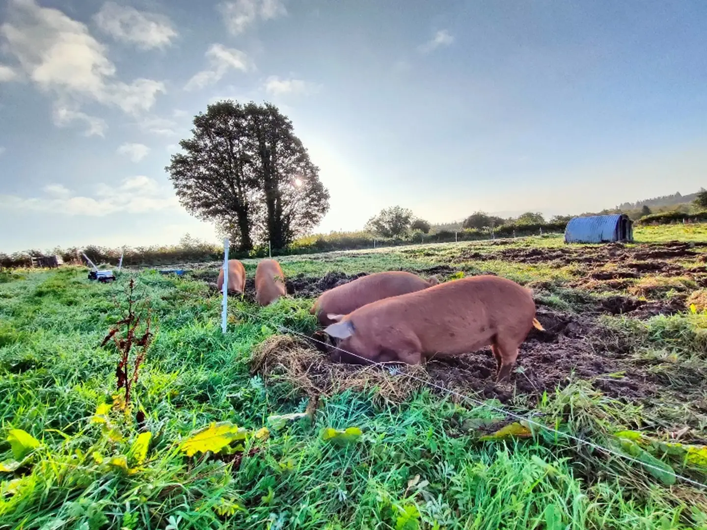 QUB research helps shape roadmap for higher welfare pig farming across ...